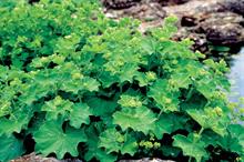 Alchemilla