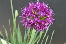 Allium Lavender Bubbles - credit: Allensmore Nurseries