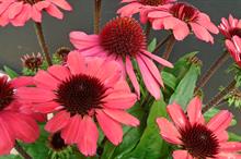 Echinacea SunMagic Vintage Red - credit: Allensmore Nurseries