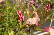 Salvia microphylla Lucia - credit: Allensmore Nurseries