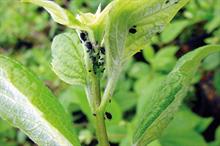 Pest & disease management - Aphids on protected crops