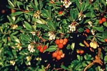 Arbutus