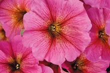 BeautiCal X Petchoa - Sunray Pink - image: Earley Ornamentals