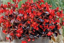 Begonia Viking - Red on Chocolate - image: Earley Ornamentals