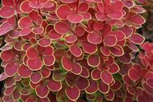 Berberis thunbergii 'Orange Sunrise'
