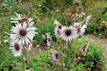 Berkheya