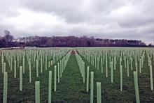 Thousands of trees planted by Bernhard's Landscapes for HS2 project