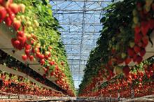 Image: Berries Direct Farming