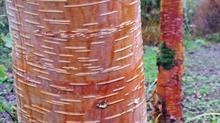 Nepalese Orange has gorgeous rich orange bark, peeling in coppery-orange strips and prominent lenticels