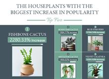 Houseplants - most popular listed