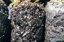 Black root rot caused by a fungus in soil - credit: Dove Associates