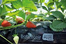Growing media for fresh produce sector: expanding global industry