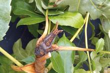 Symptoms of Botrytis fatsia 