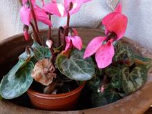Botrytis on cyclamen with ghost spotting
