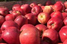 How big are the UK and Europe's apple and pear harvests likely to be?