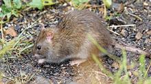 Brown rat