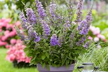 Buddleja High Five Purple