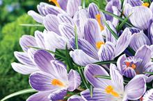 Crocus