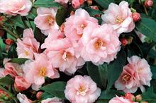 Camellia
