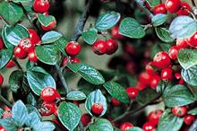 Cotoneaster