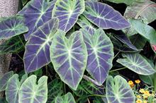 Colocasia