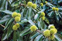 Castanea