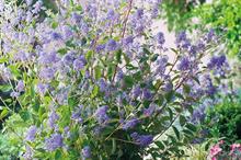 Ceanothus