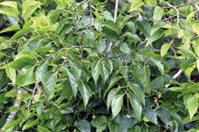 Celtis