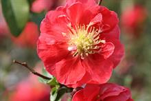 Chaenomeles Speciosa 'Pink Storm'