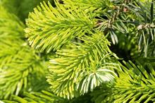 How is this year's Christmas tree market shaping up?