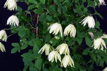 Clematis chiisanensis 'Amber'