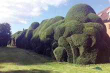 Taxus
