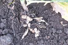 Pest & Disease Management - Clubroot disease on brassica crops