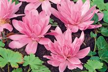 C. ‘Waterlily’ - all images: Floramedia