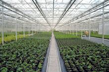 Following best practice at nurseries will lower plant health risks - credit: Dove Associates