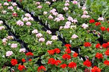 How to buy - liquid fertilisers