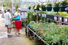 Latest garden retail company results: who has done best and why?