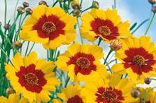 Coreopsis