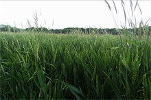 Crop field 