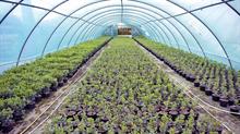 W Crowder & Sons polytunnel growing plants