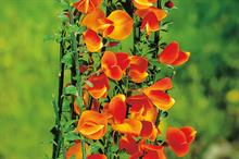 Cytisus