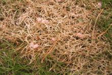 Pest & Disease Factsheet - Red thread