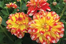 Dahlia Lubega Tricolour (Thompson & Morgan)