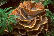 Pest & Disease Management - Giant polypore