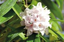 Horticulture Week Business Award - Best New Ornamental Plant Variety