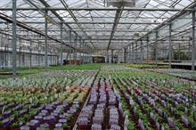 Retail plants case study: Osmocote: "It makes a huge difference."