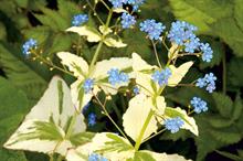 Brunnera