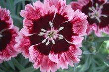 Hardy Cottage Garden Plants launches three perennials for Chelsea