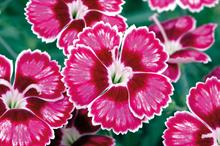 Which new plants will take the spotlight at Four Oaks Trade show 2019?