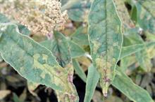 Downy mildew on buddhleja - image: Dove Associates